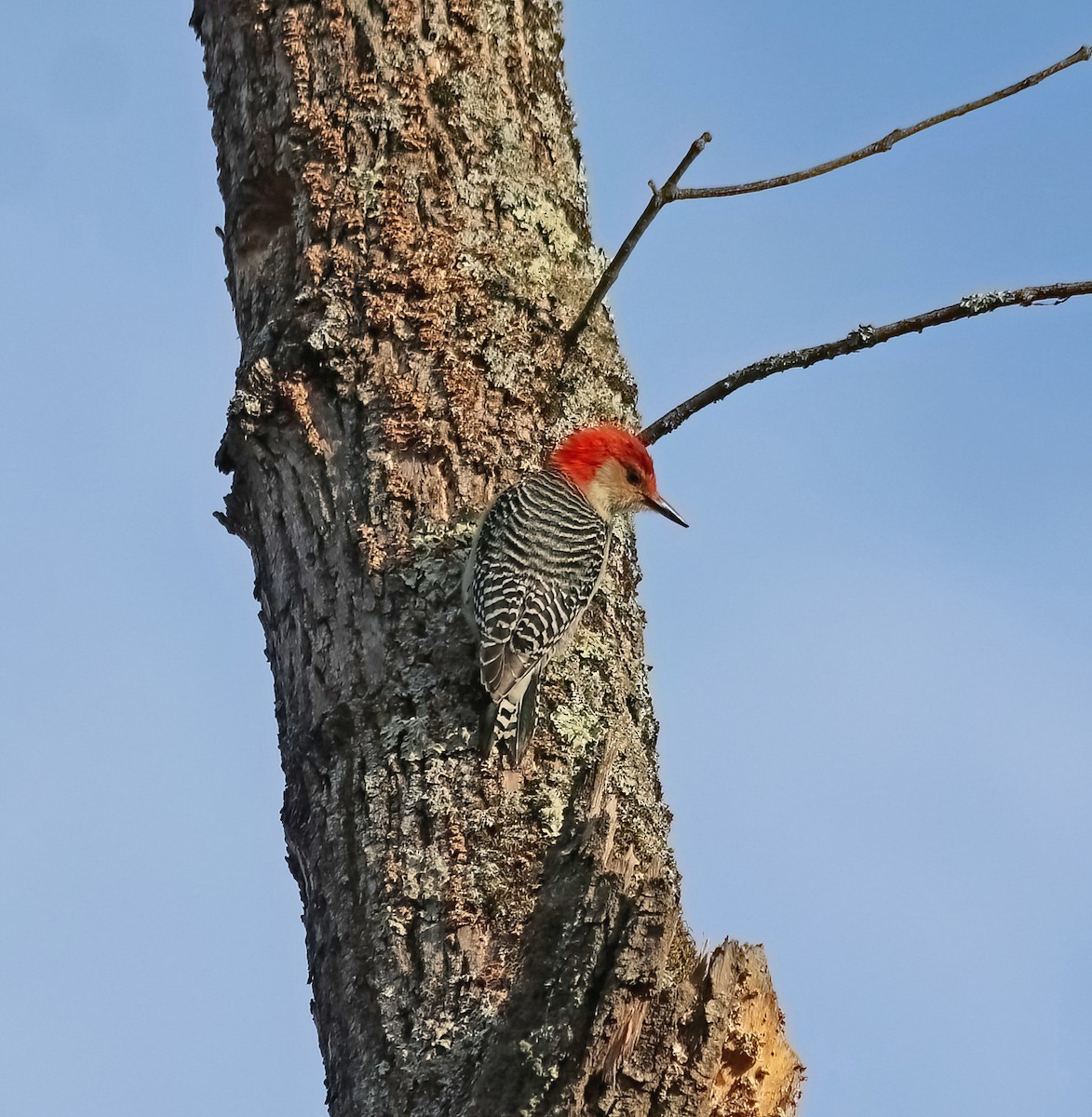Red-bellied Woodpecker - ML618023100