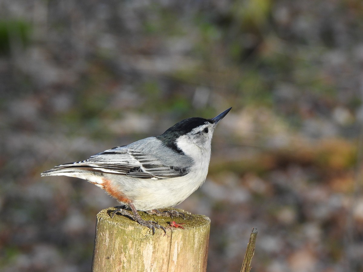 White-breasted Nuthatch - ML618023102