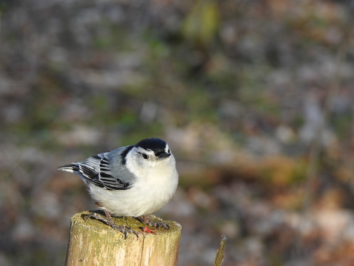 White-breasted Nuthatch - ML618023116