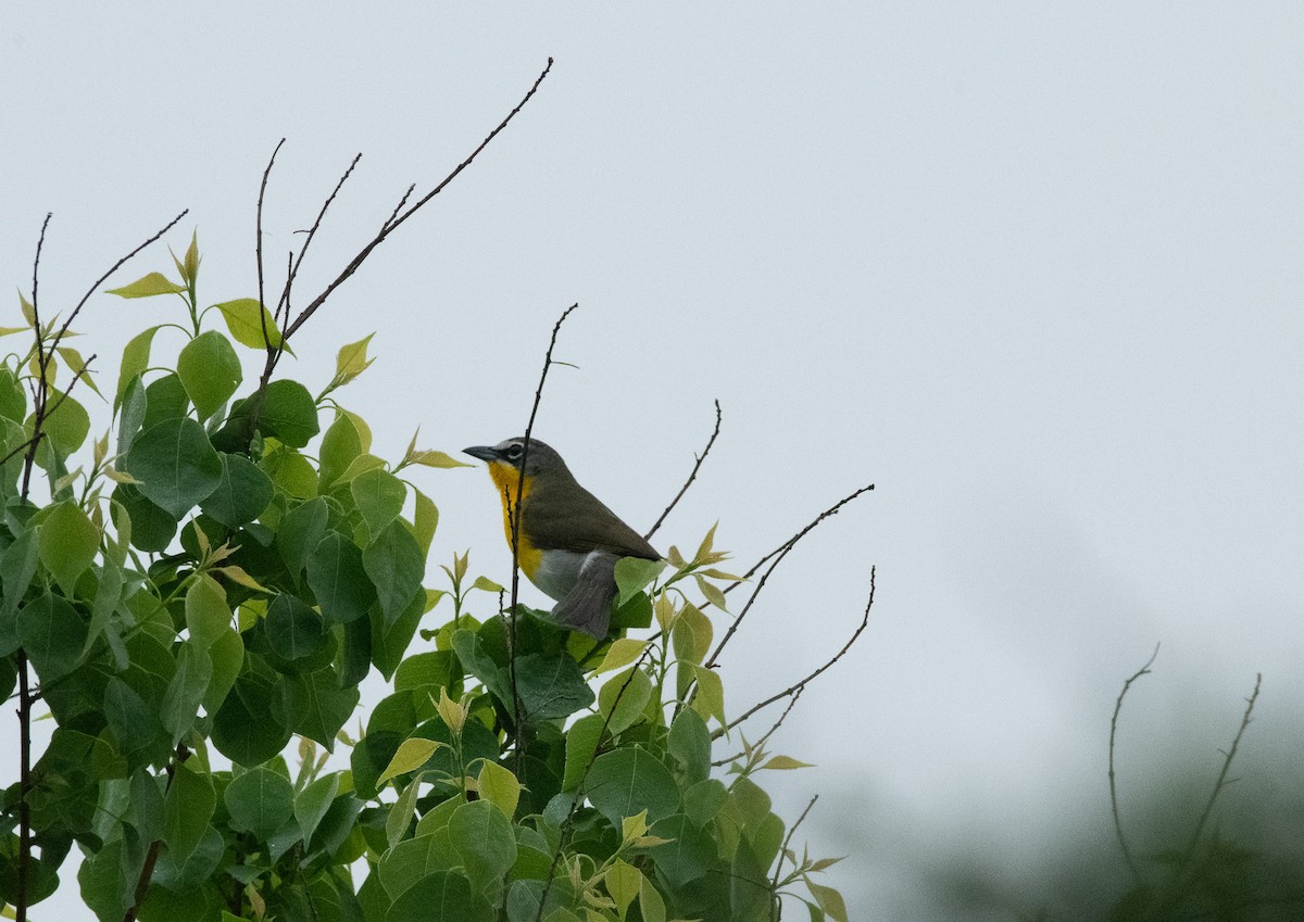 Yellow-breasted Chat - ML618023126