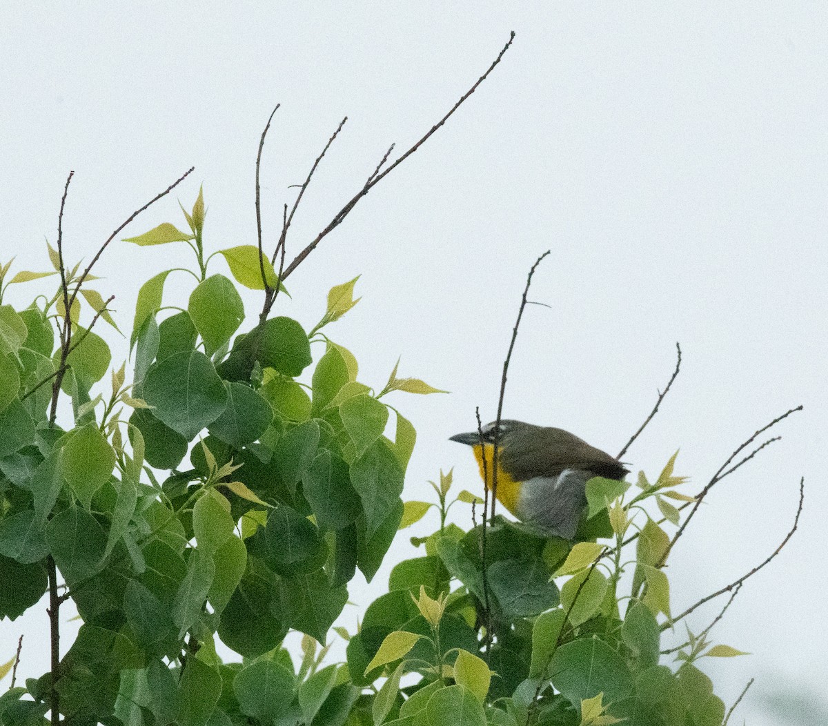 Yellow-breasted Chat - ML618023128