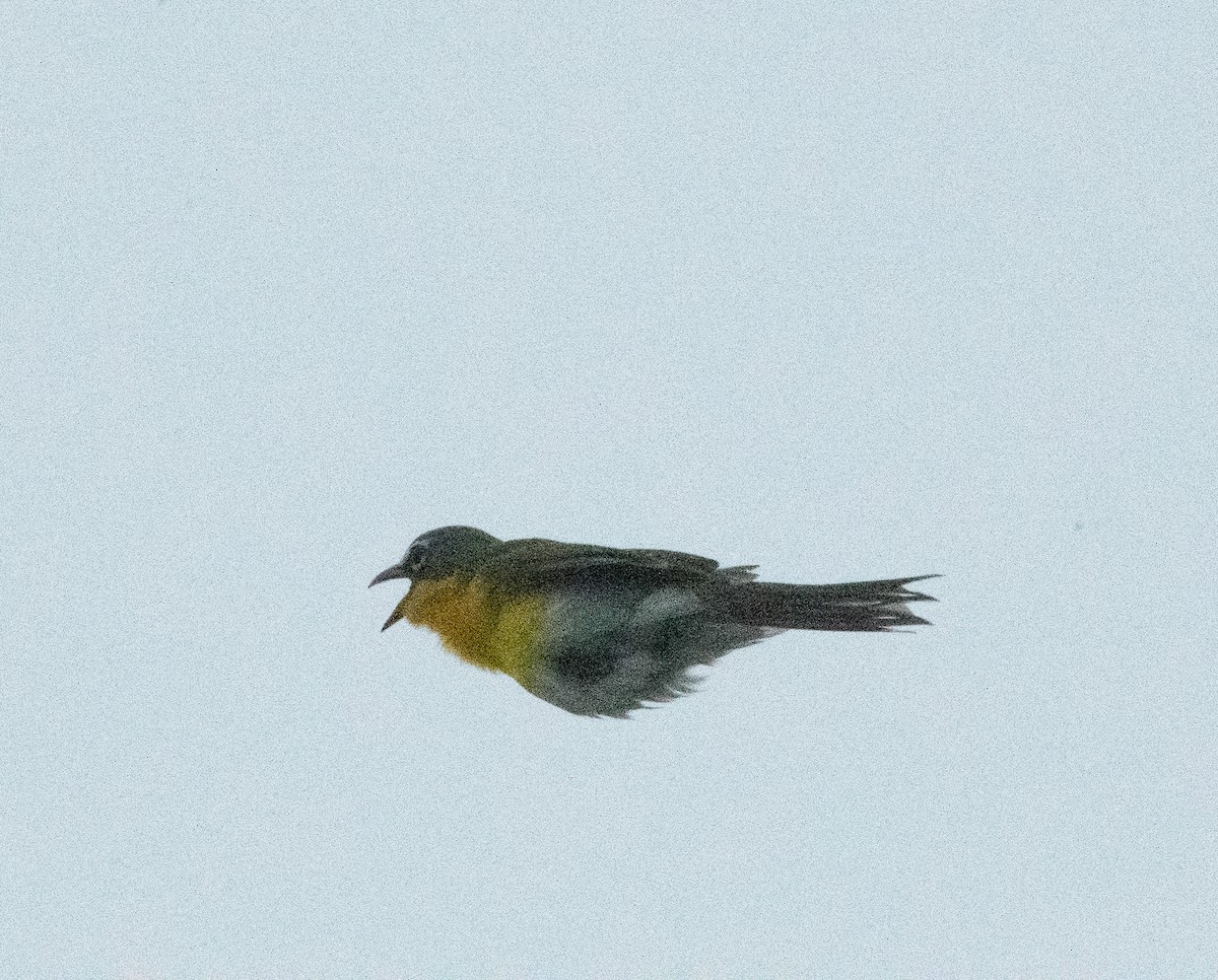 Yellow-breasted Chat - Gary Warner