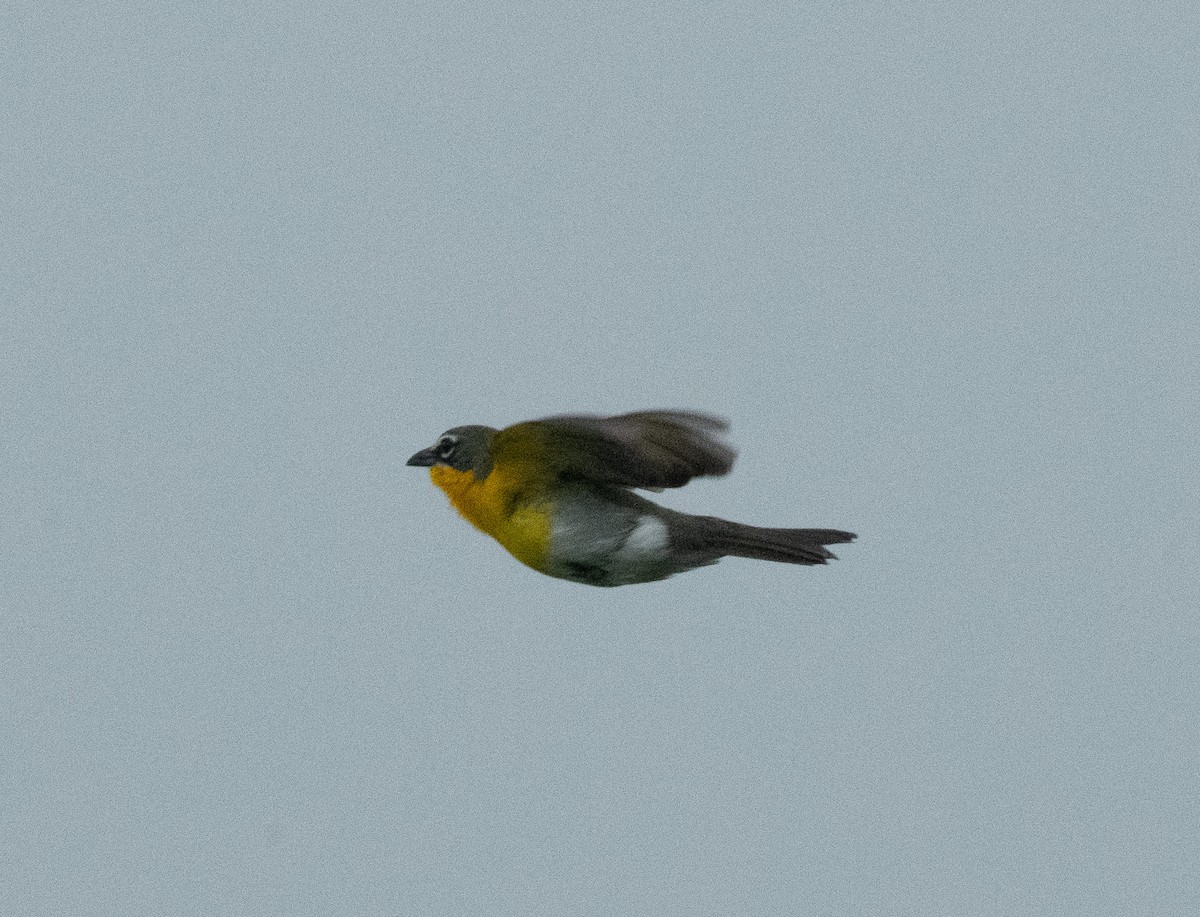 Yellow-breasted Chat - ML618023130