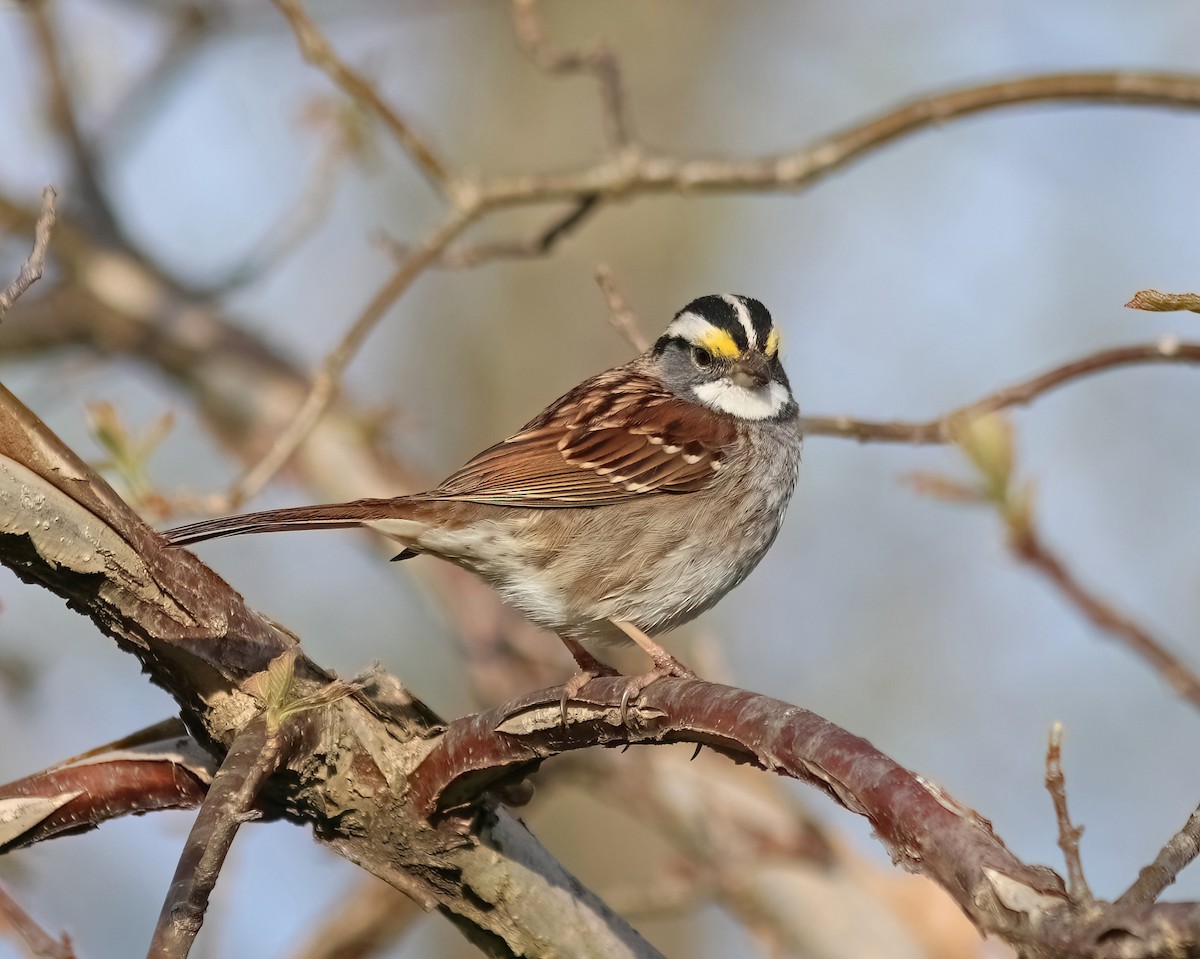 White-throated Sparrow - ML618023179