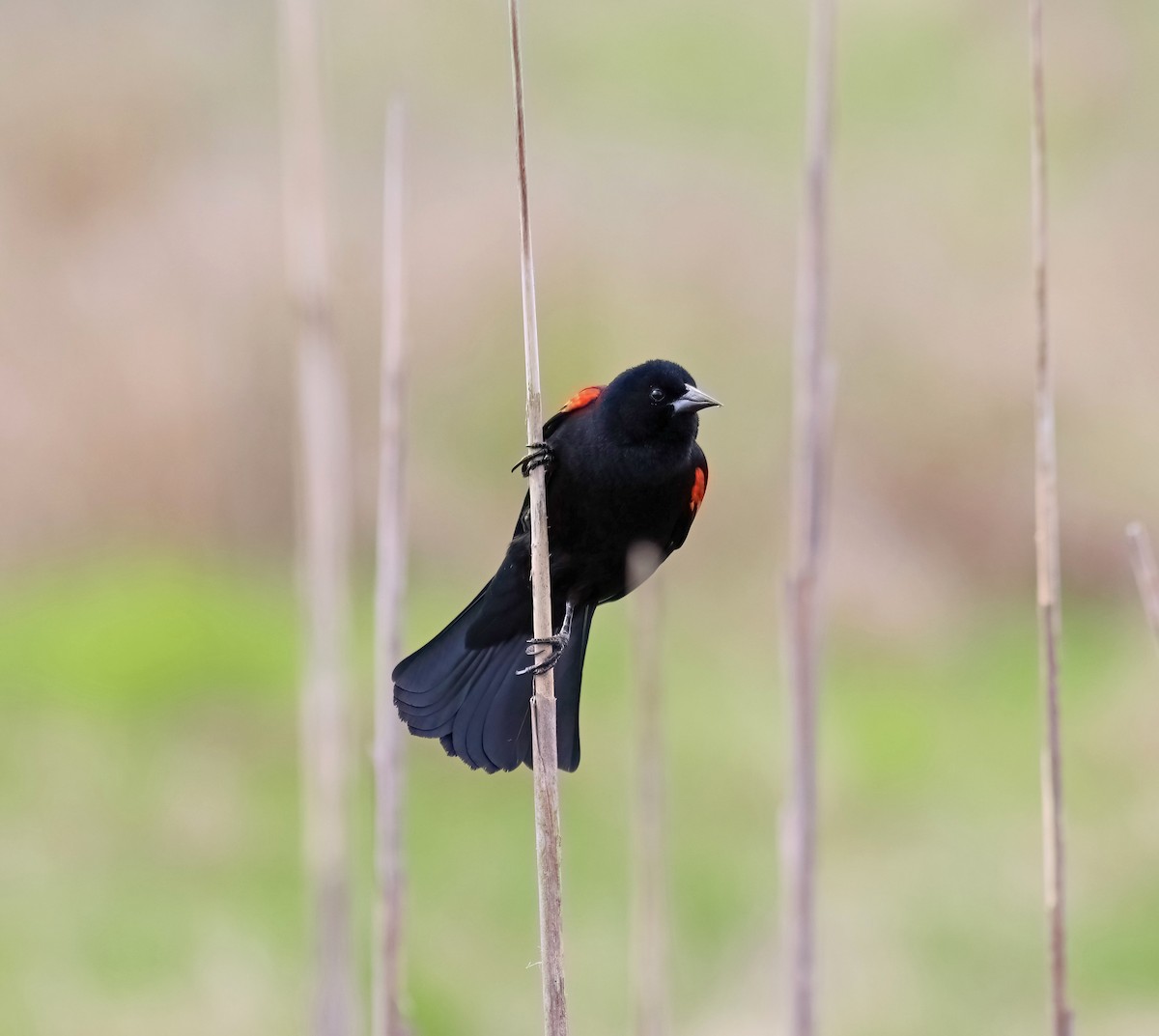 Red-winged Blackbird - ML618023193