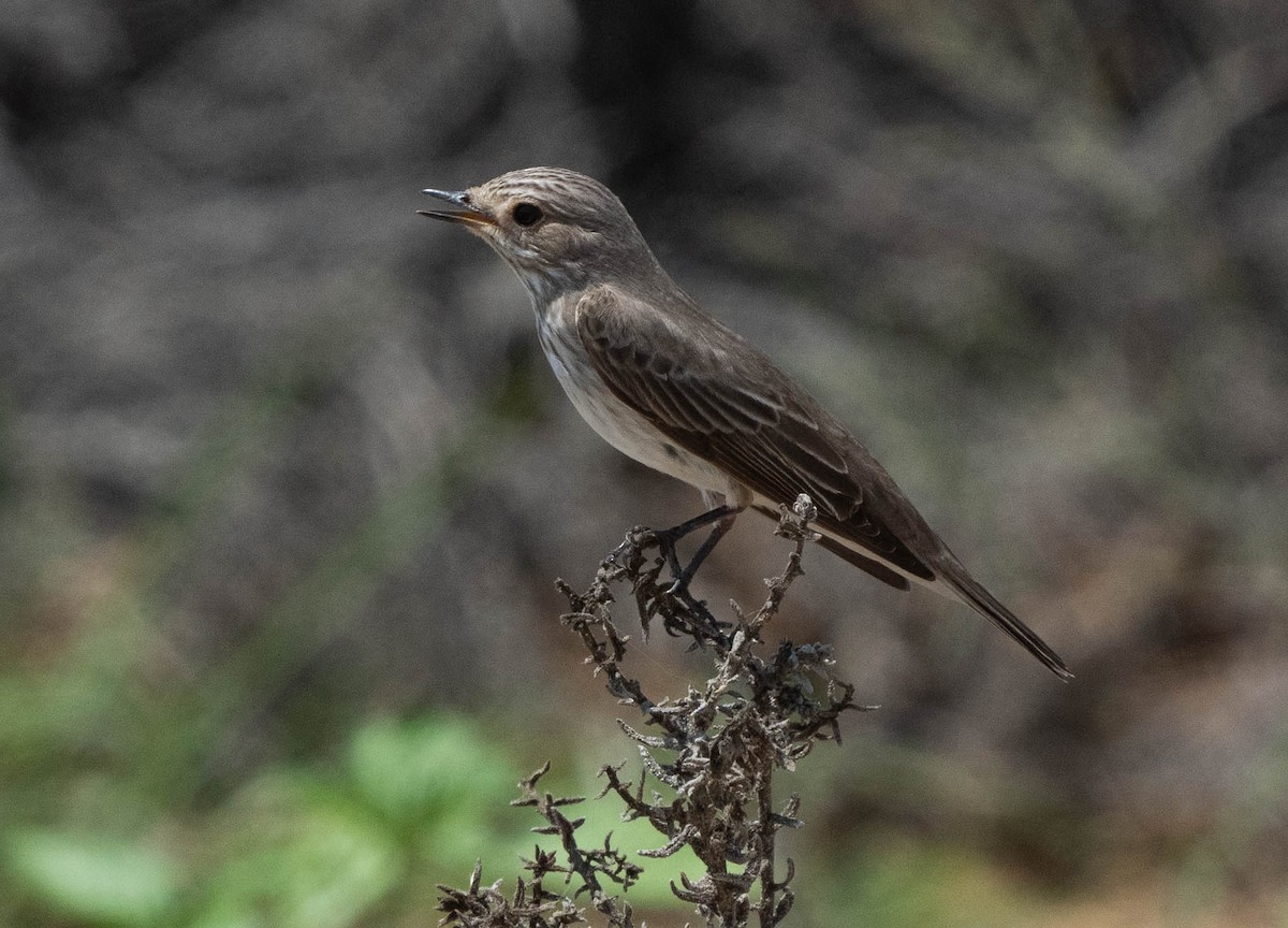 Spotted Flycatcher (Spotted) - mariam alghafli
