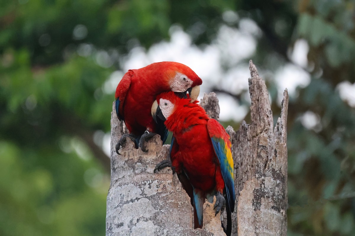Scarlet Macaw - Channa Jayasinghe