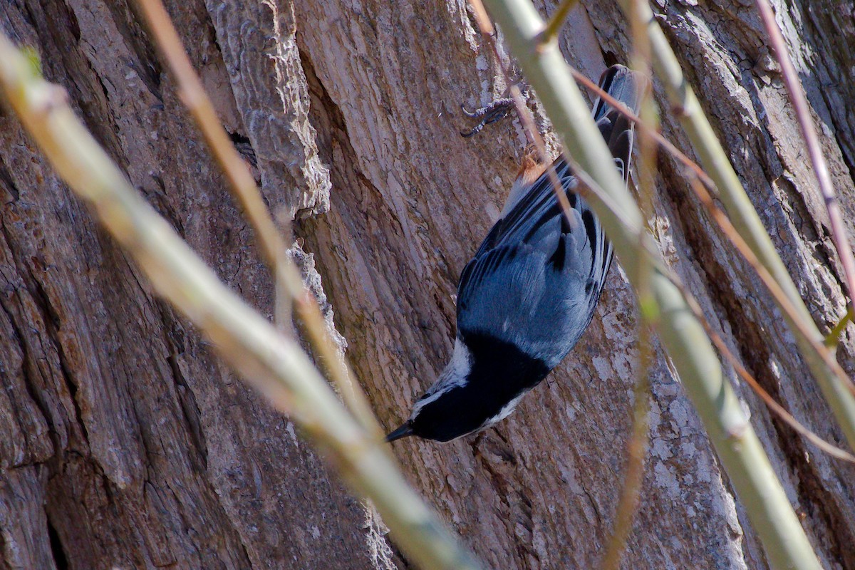White-breasted Nuthatch - ML618023224