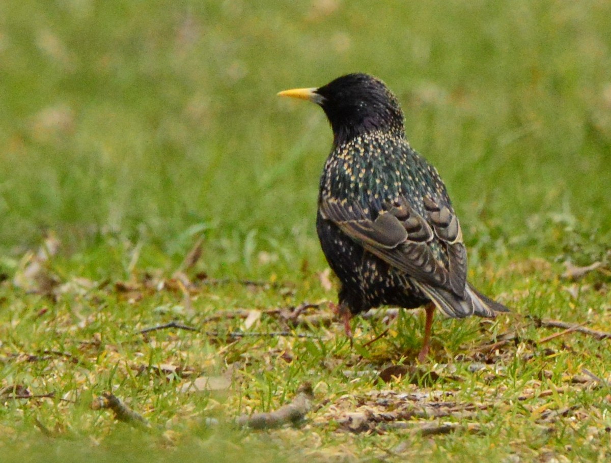 European Starling - Anonymous