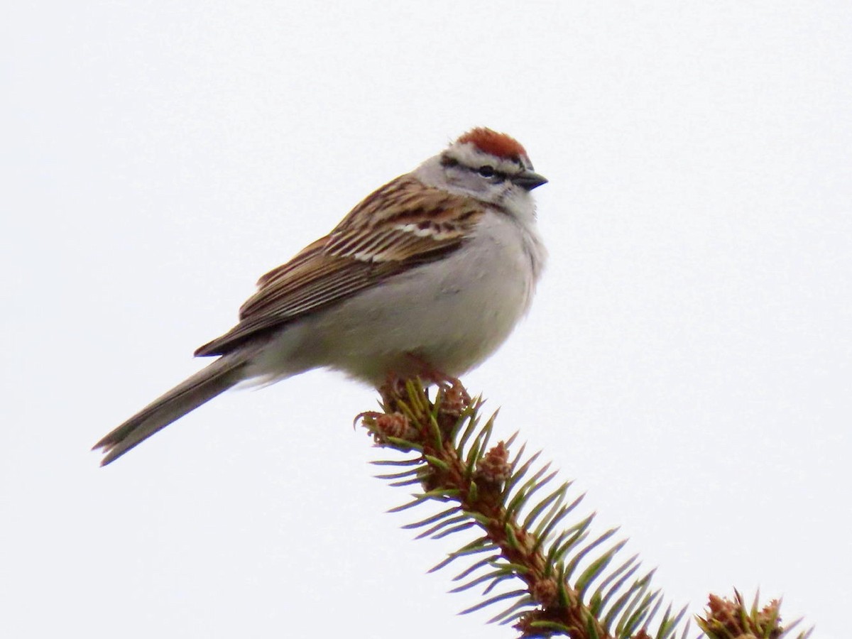 Chipping Sparrow - ML618023239