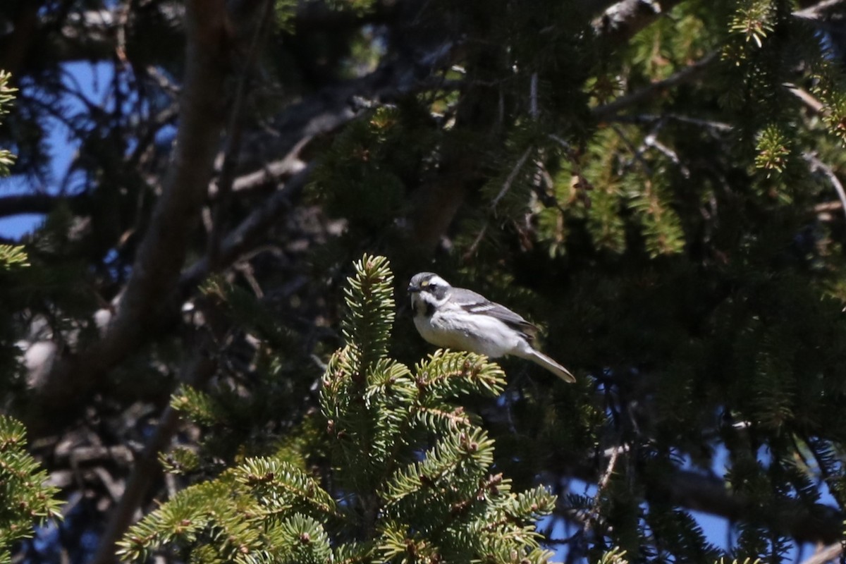 Black-throated Gray Warbler - ML618023251