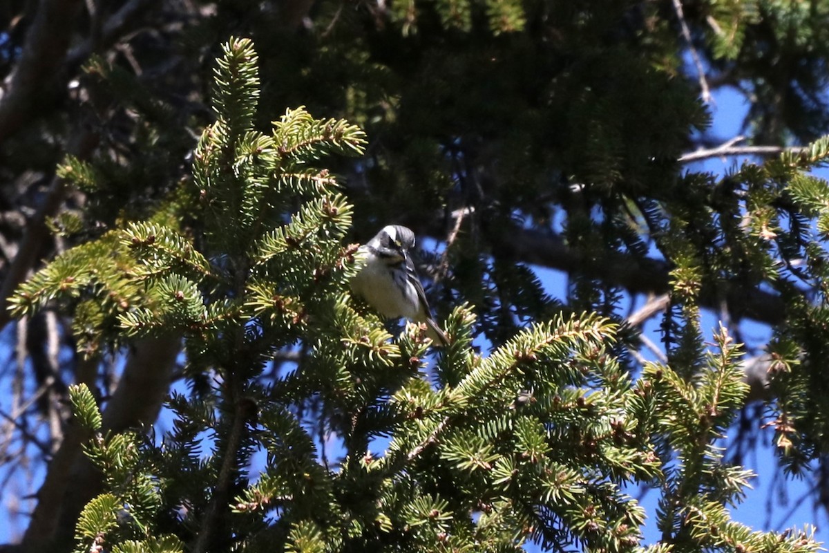 Black-throated Gray Warbler - ML618023253