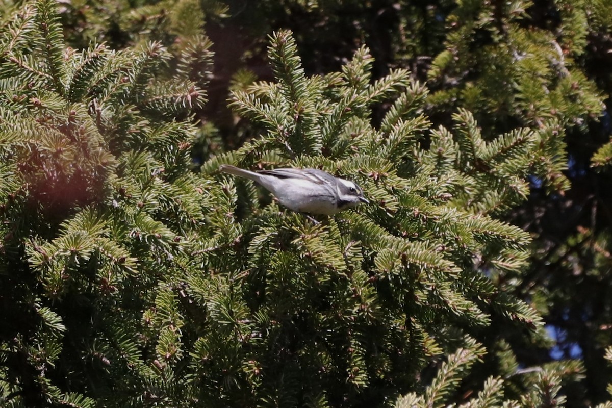 Black-throated Gray Warbler - ML618023254