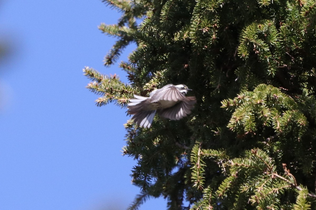 Black-throated Gray Warbler - Alex Plamondon