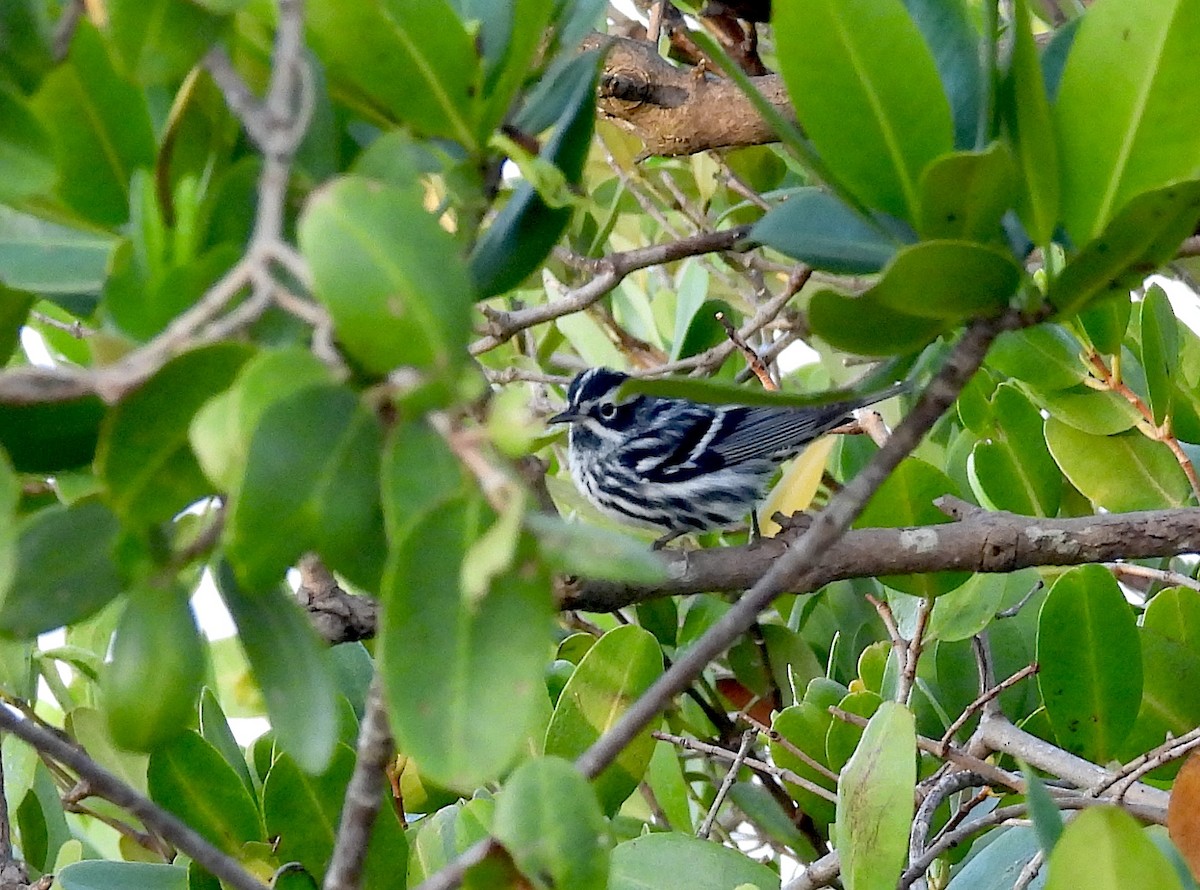 Black-and-white Warbler - ML618023288