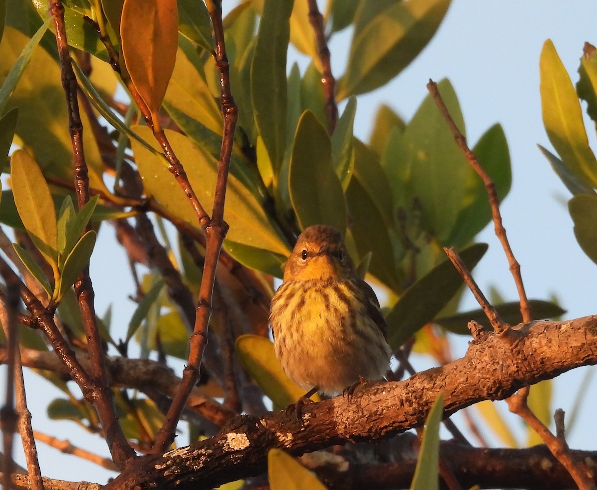 Cape May Warbler - ML618023291