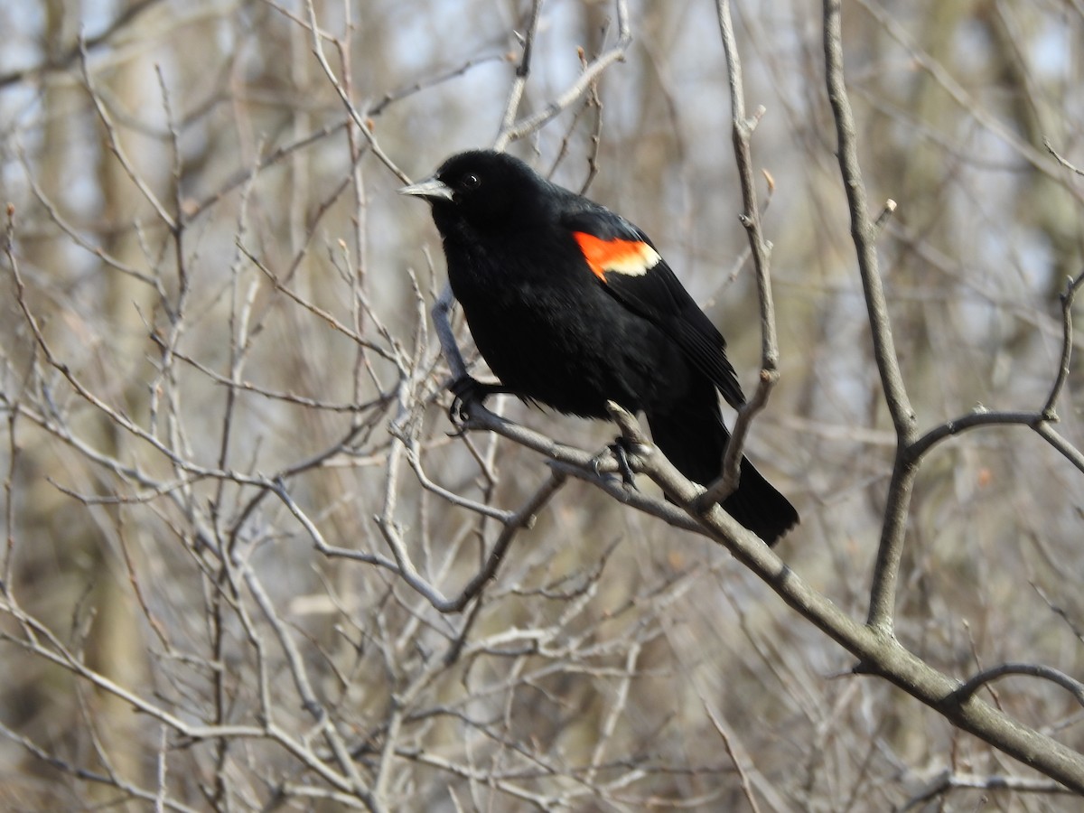 Red-winged Blackbird - Jacques Bélanger