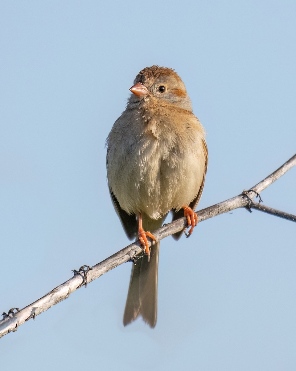 Field Sparrow - Russell Brown