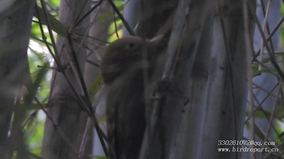 Pale-headed Woodpecker - ML618023303