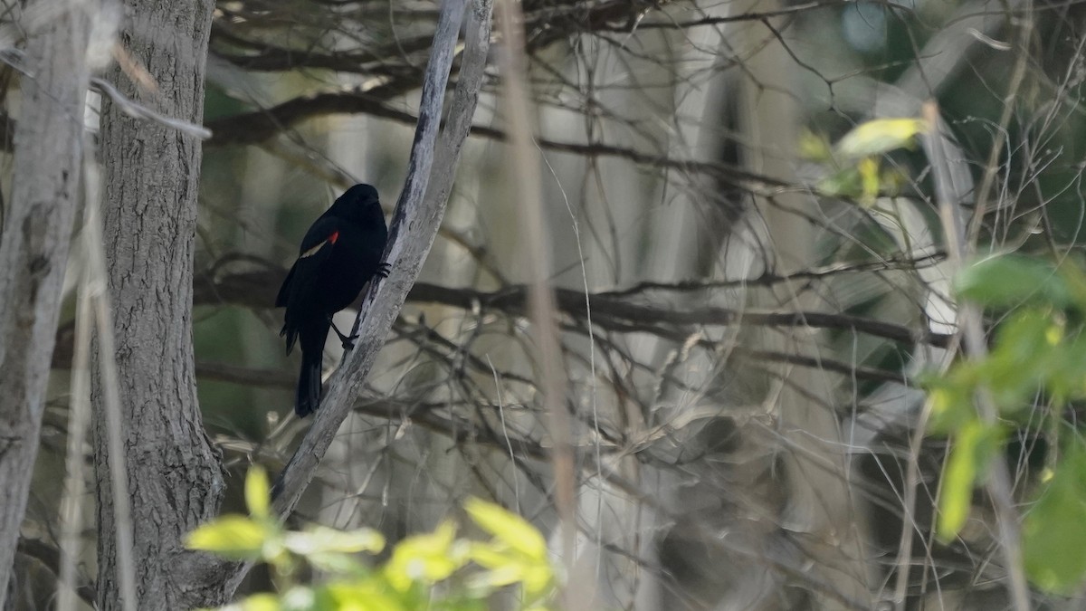 Red-winged Blackbird - ML618023342