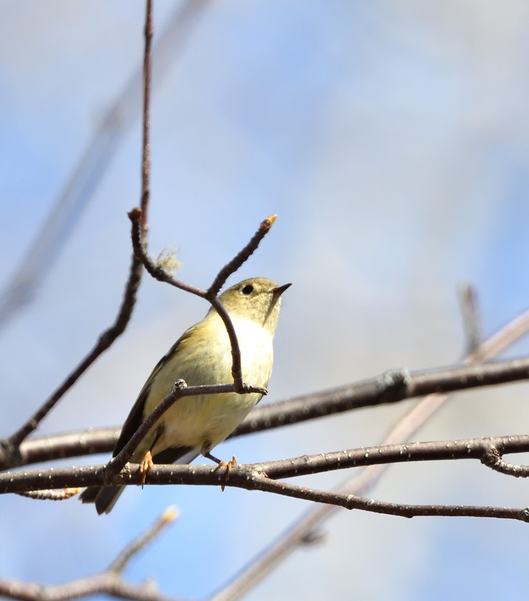 Ruby-crowned Kinglet - Sylvain Dallaire
