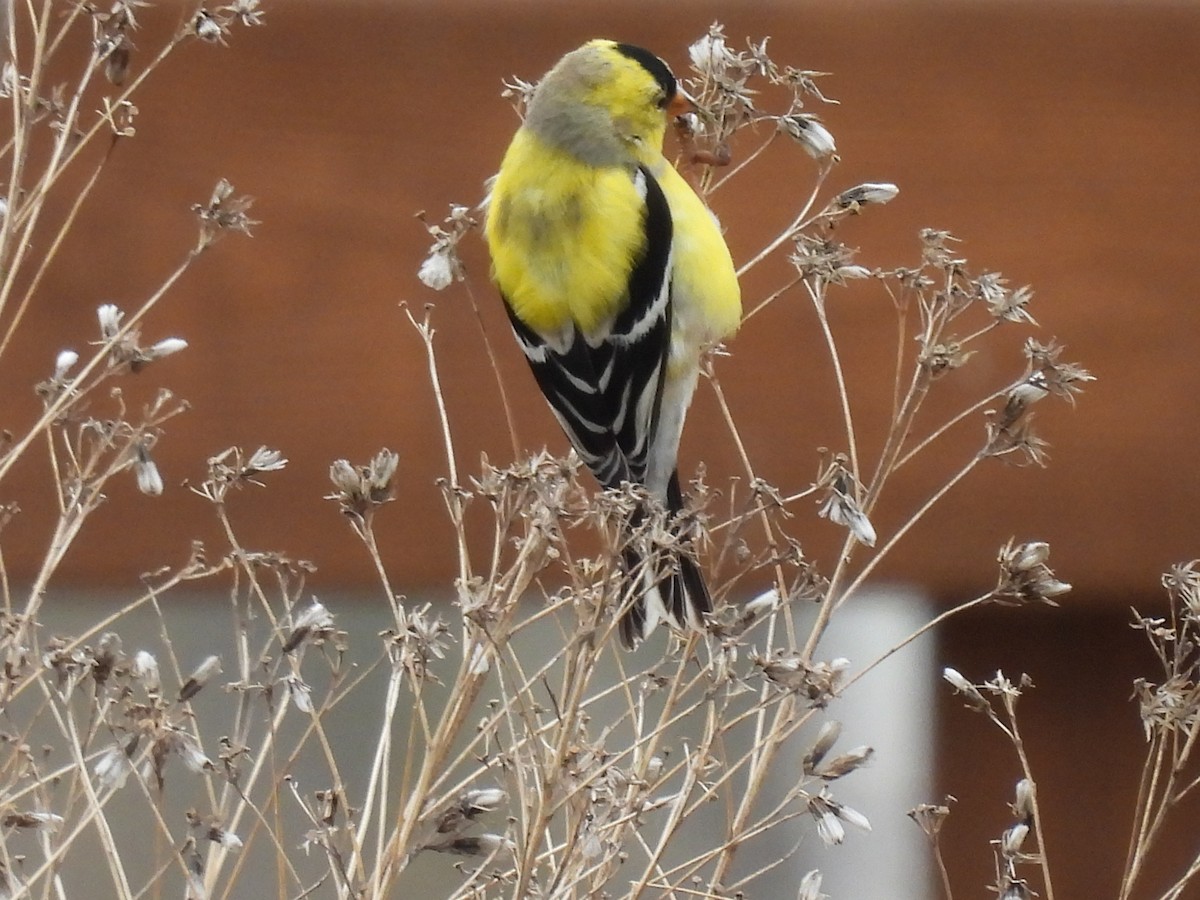 American Goldfinch - Laura Griffin