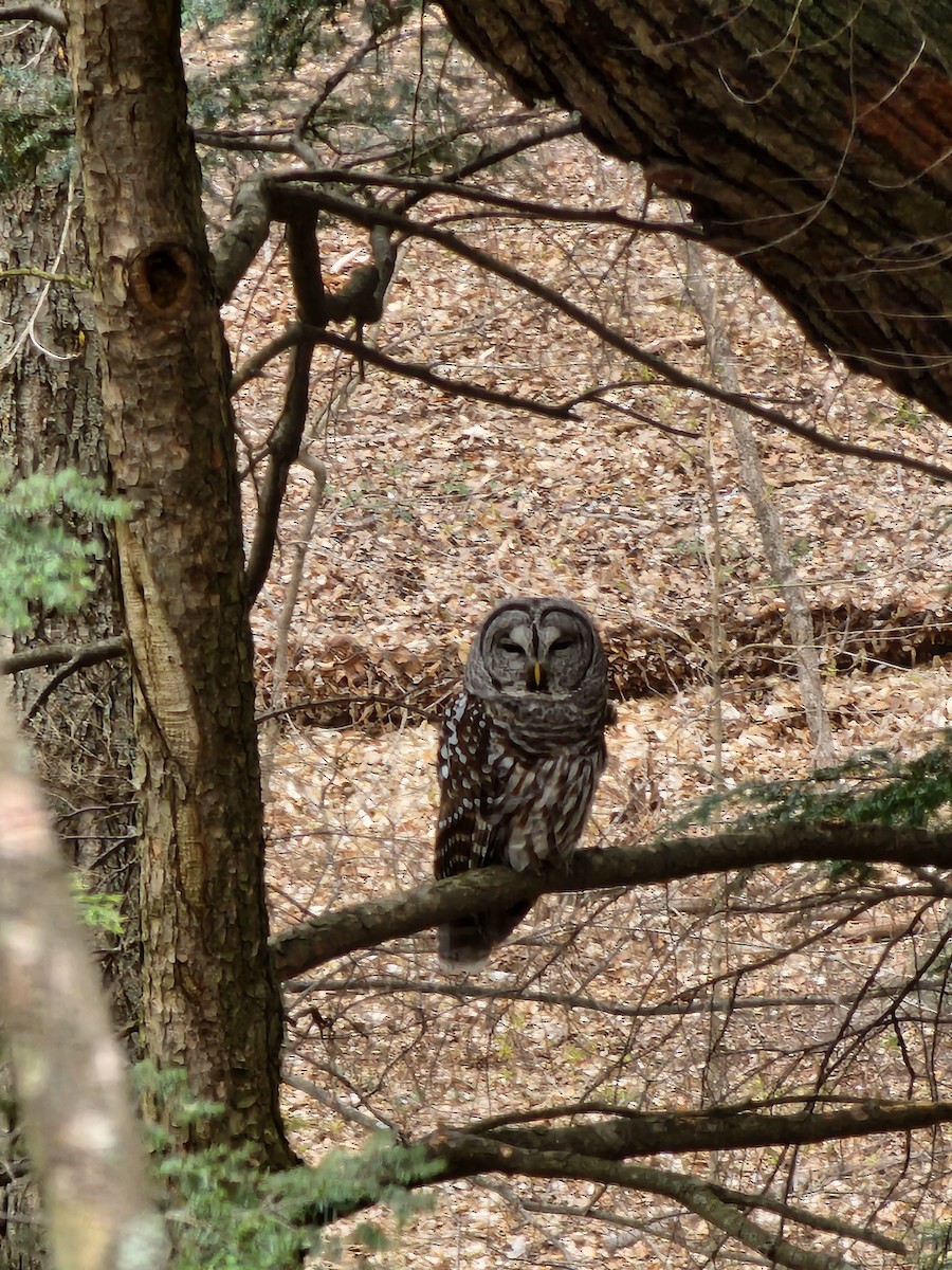Barred Owl - ML618023460