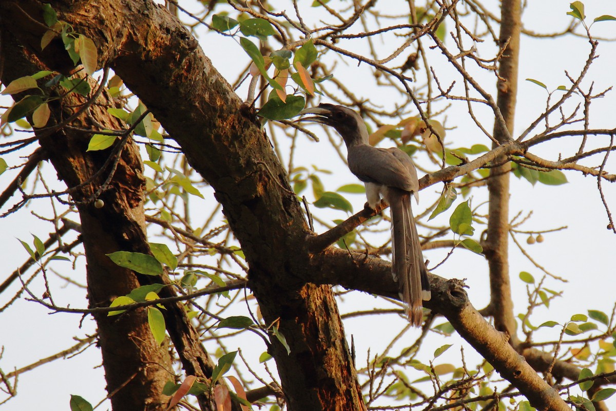 Indian Gray Hornbill - ML618023476