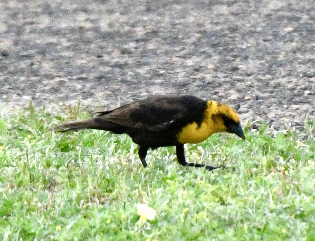 Yellow-headed Blackbird - John/Linda Mendoza