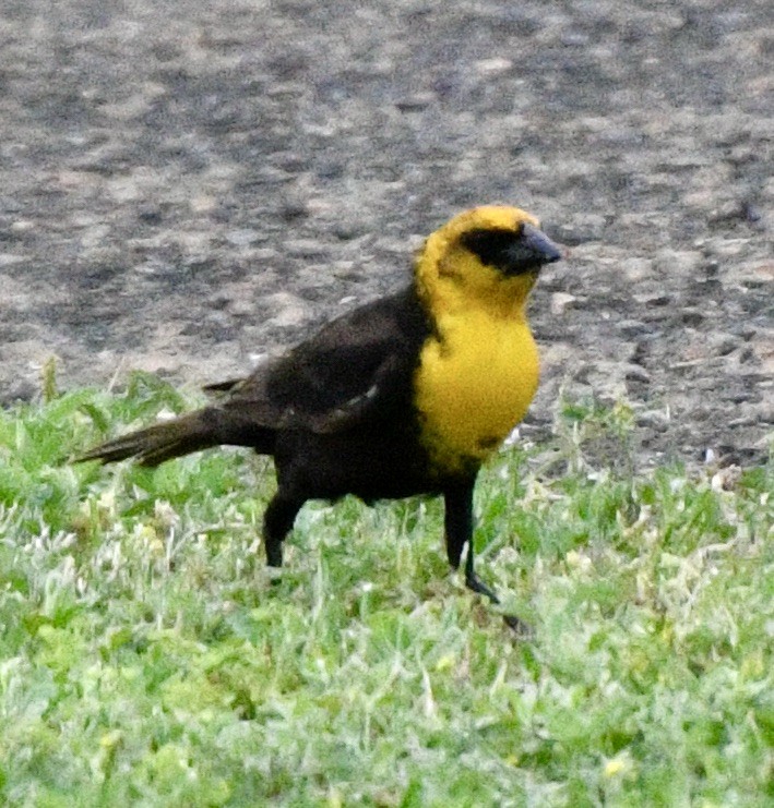 Yellow-headed Blackbird - ML618023482