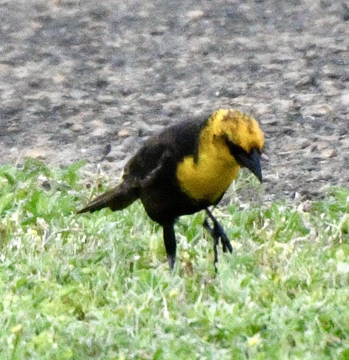 Yellow-headed Blackbird - ML618023483