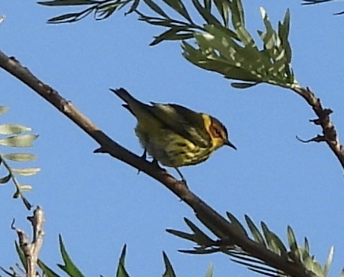 Cape May Warbler - ML618023501
