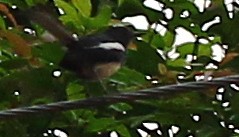 Oriental Magpie-Robin - V Sitaram