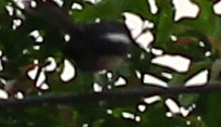 Oriental Magpie-Robin - V Sitaram