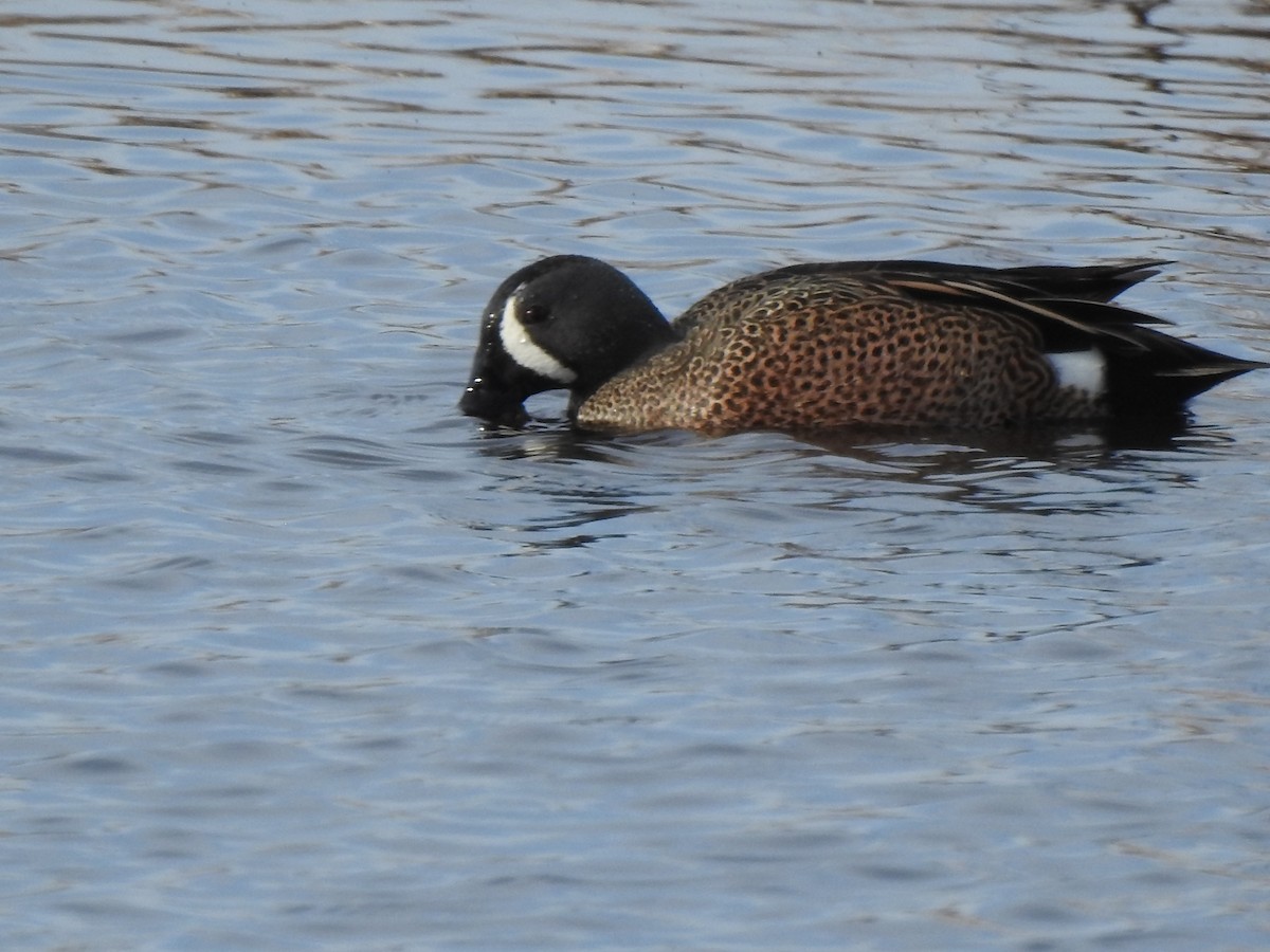 Blue-winged Teal - ML618023527