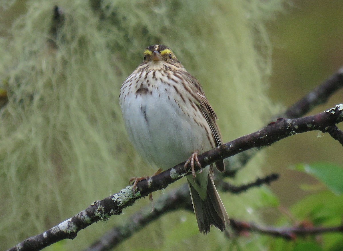 Savannah Sparrow - ML618023538
