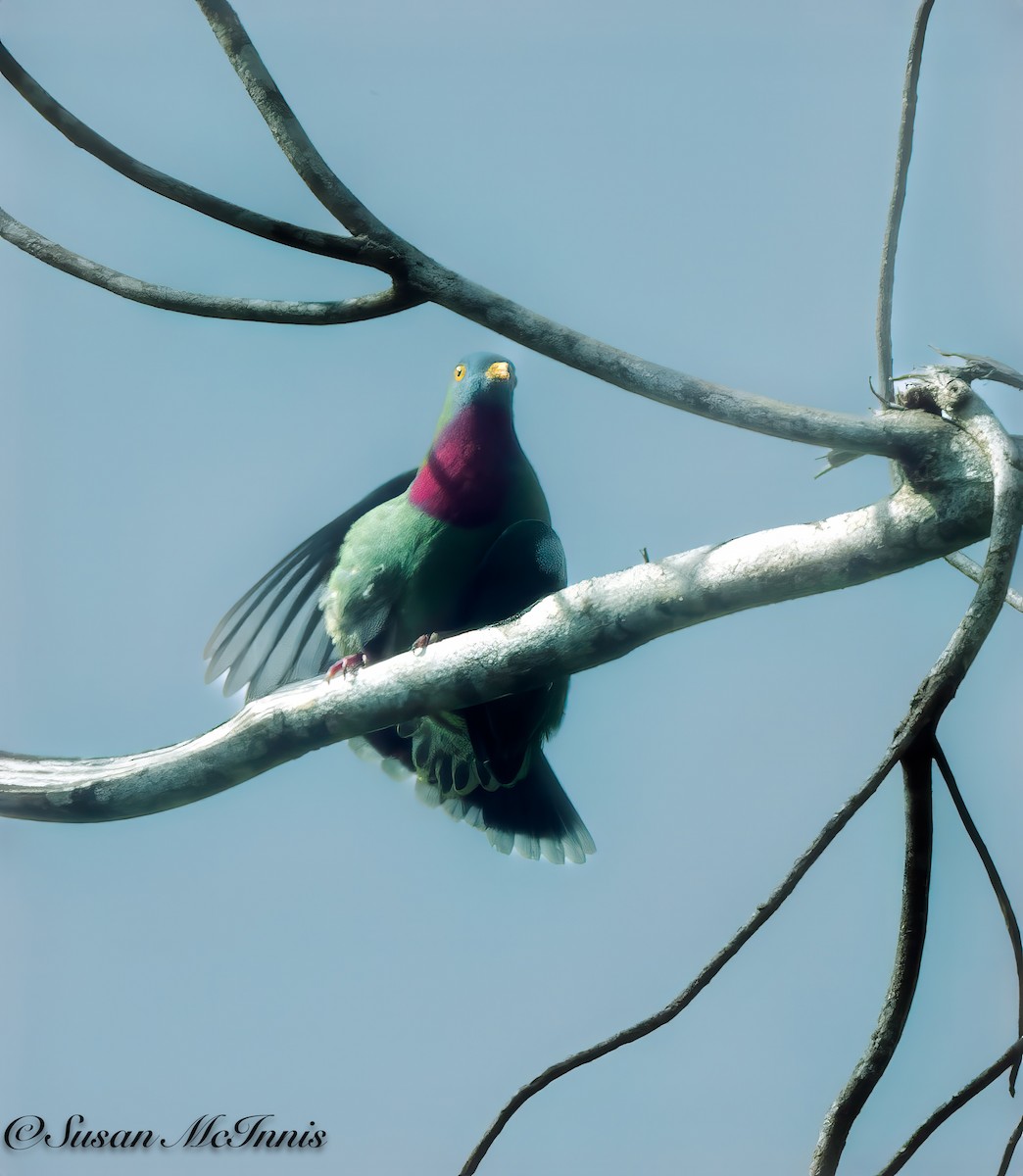 Claret-breasted Fruit-Dove - ML618023539