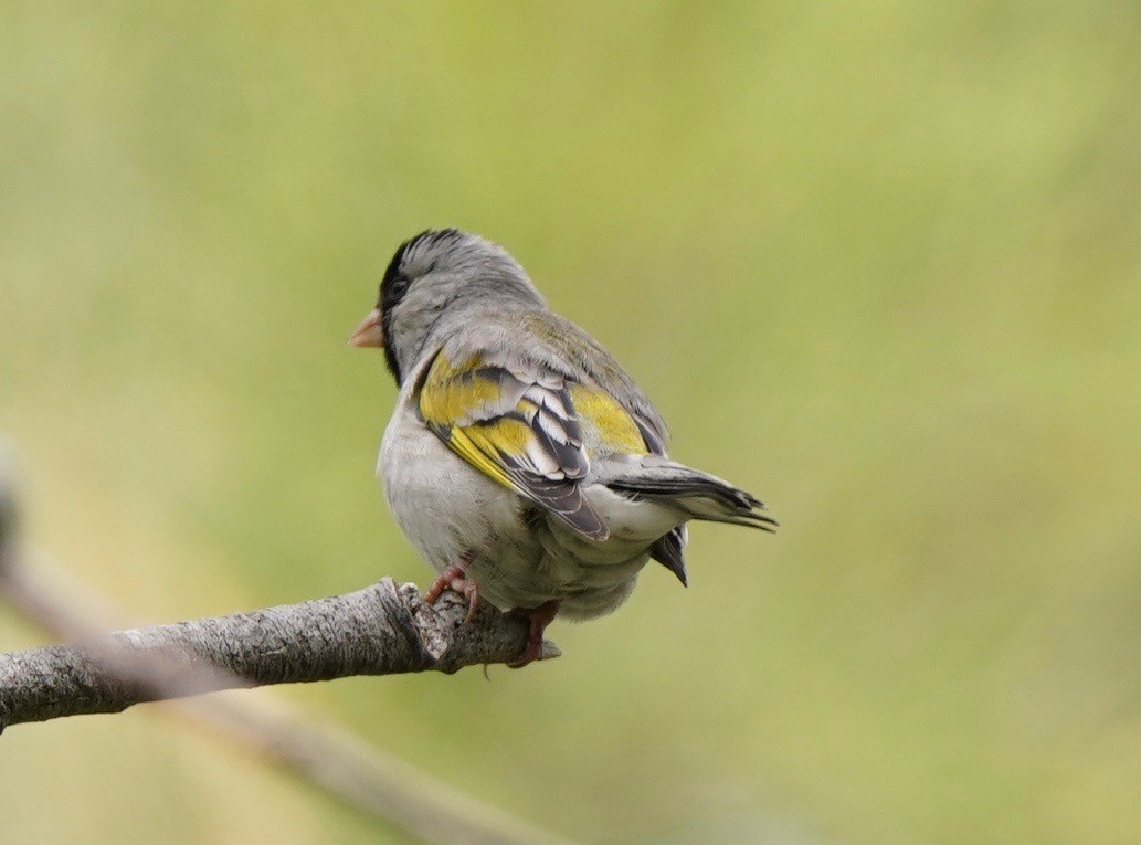 Lawrence's Goldfinch - ML618023546