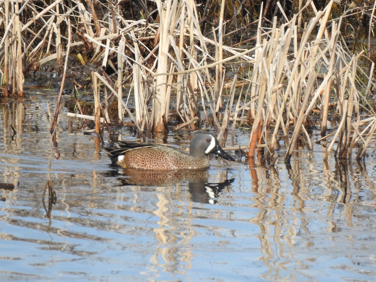 Blue-winged Teal - ML618023554