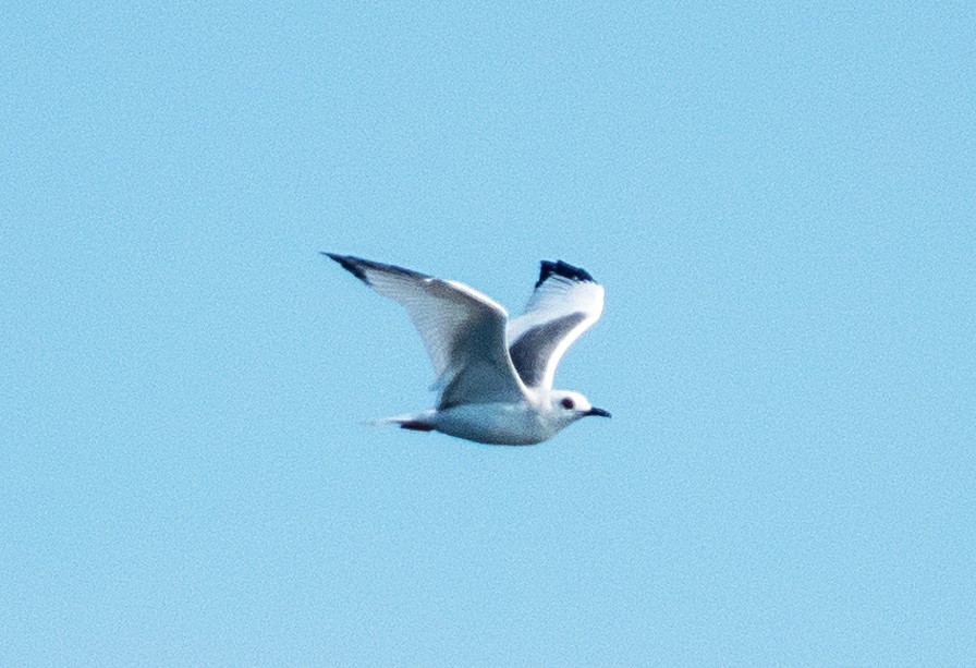 Swallow-tailed Gull - ML618023592