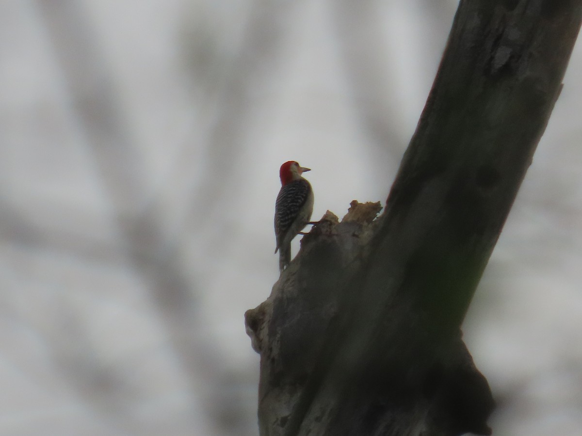Red-bellied Woodpecker - Denise Furtado