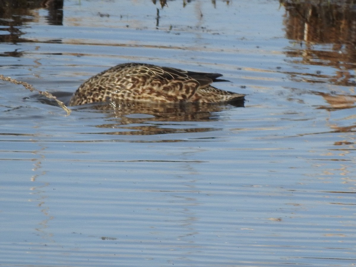 Blue-winged Teal - ML618023602