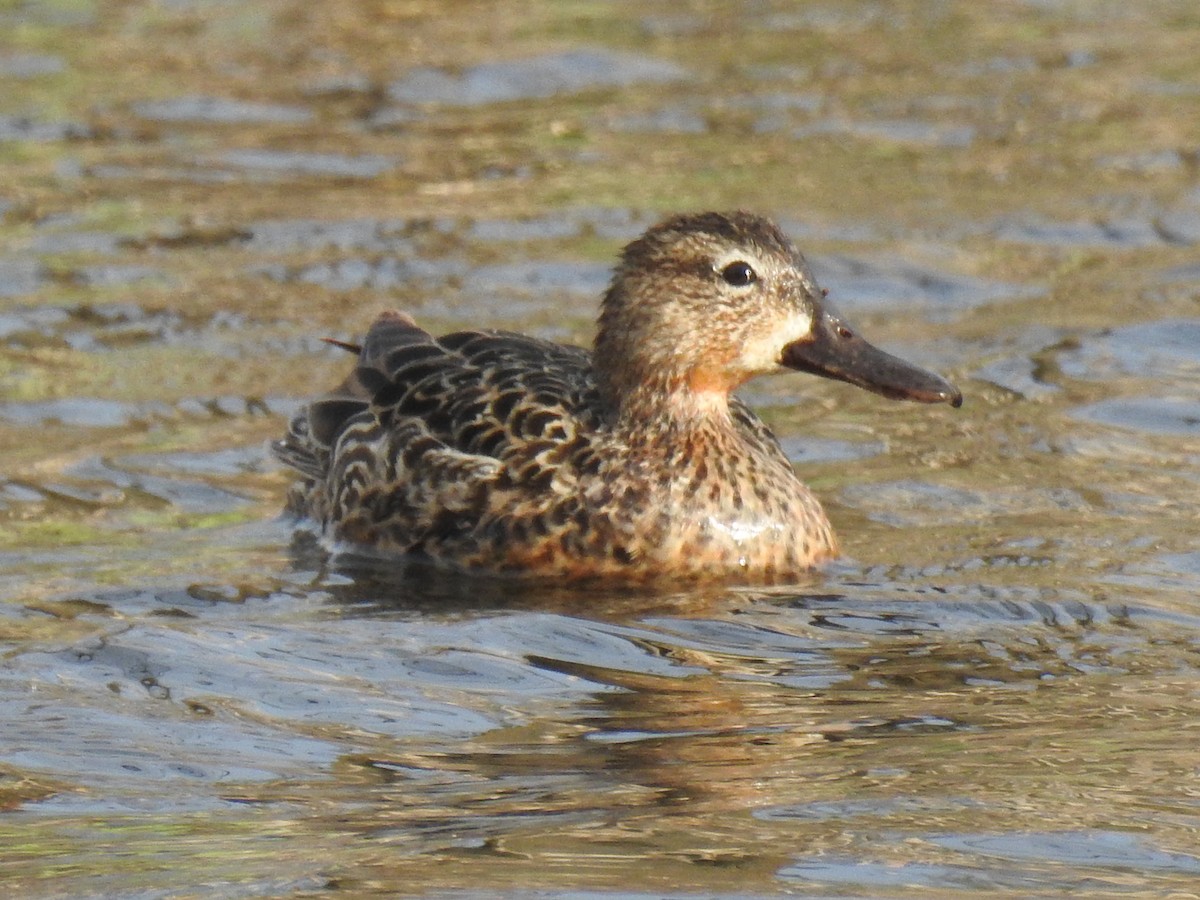 Blue-winged Teal - ML618023603