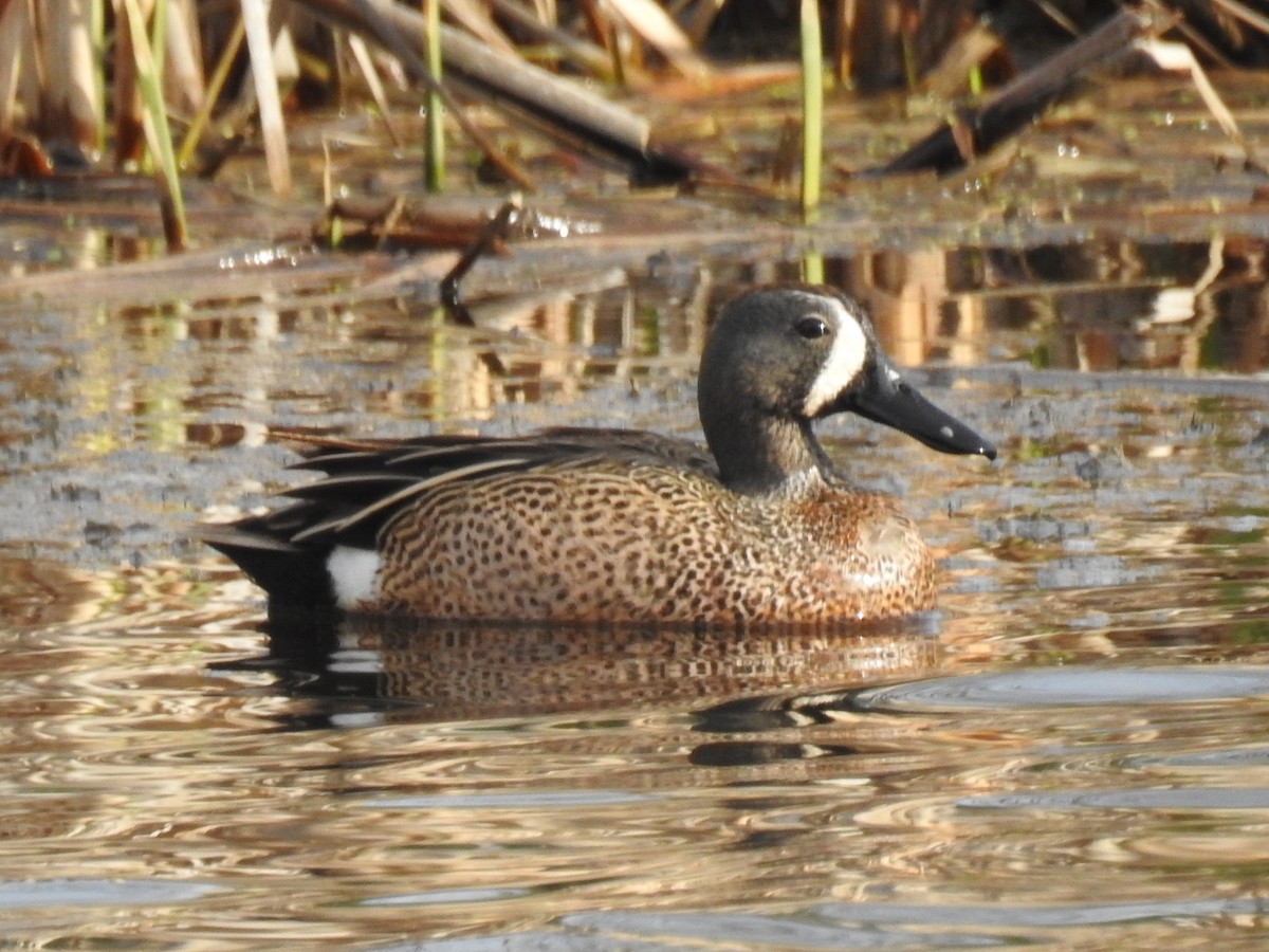 Blue-winged Teal - ML618023612