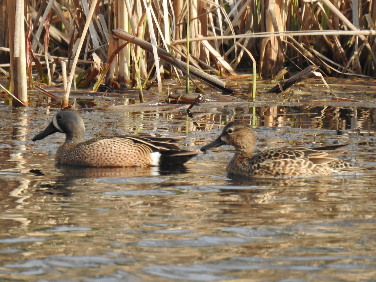 Blue-winged Teal - ML618023624