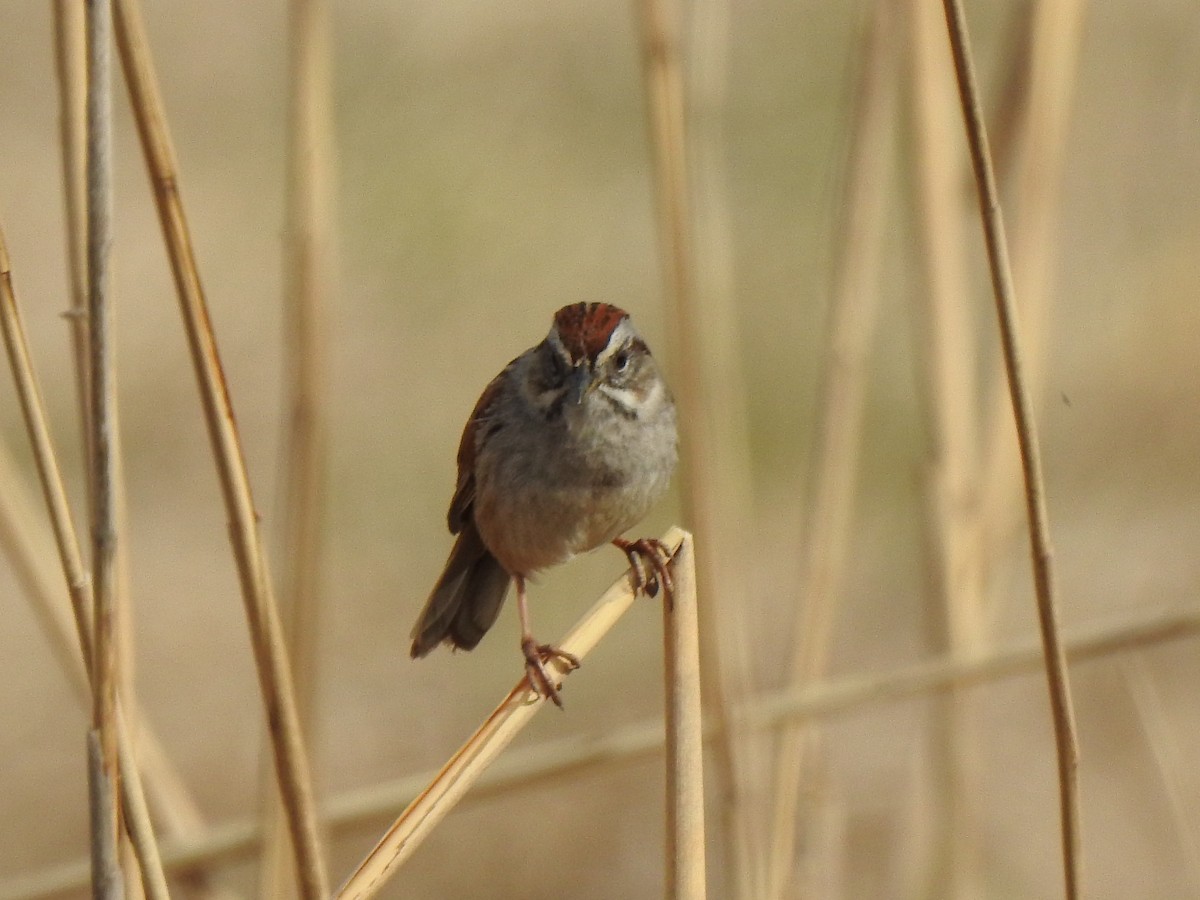 Swamp Sparrow - Jacques Bélanger