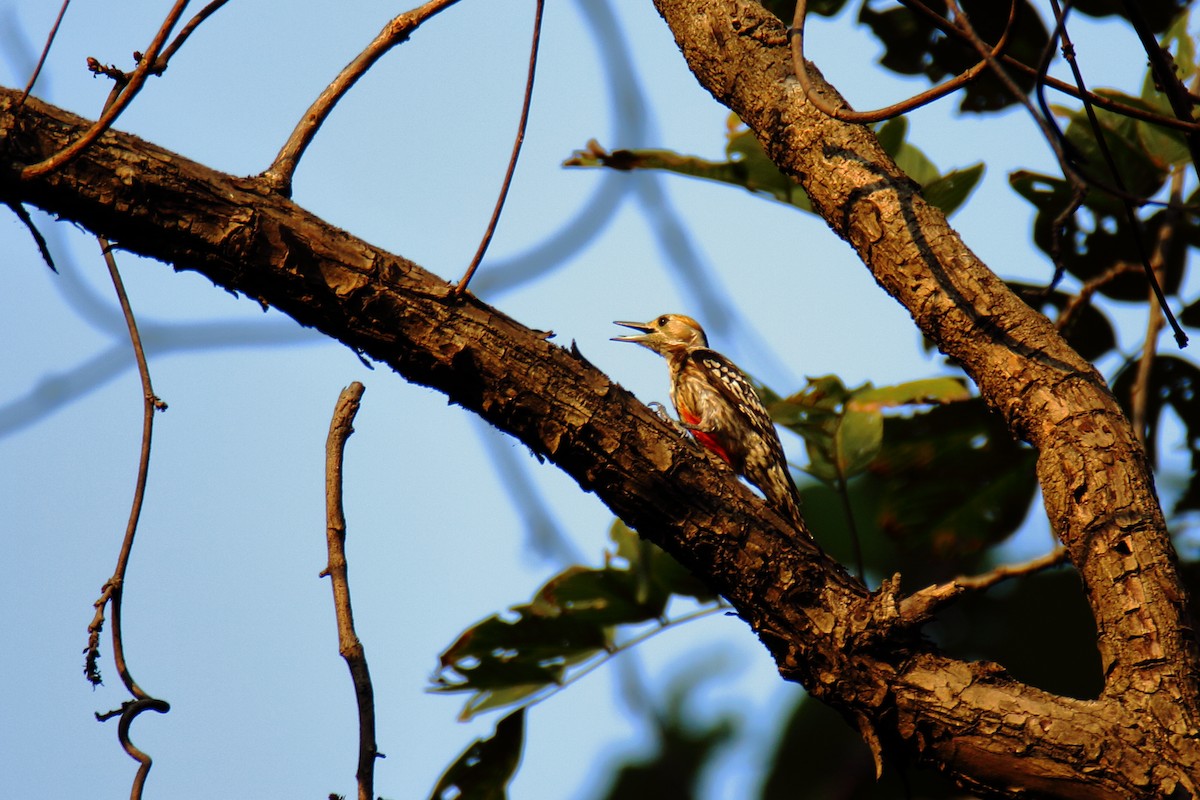 Yellow-crowned Woodpecker - Anshuman Sarkar