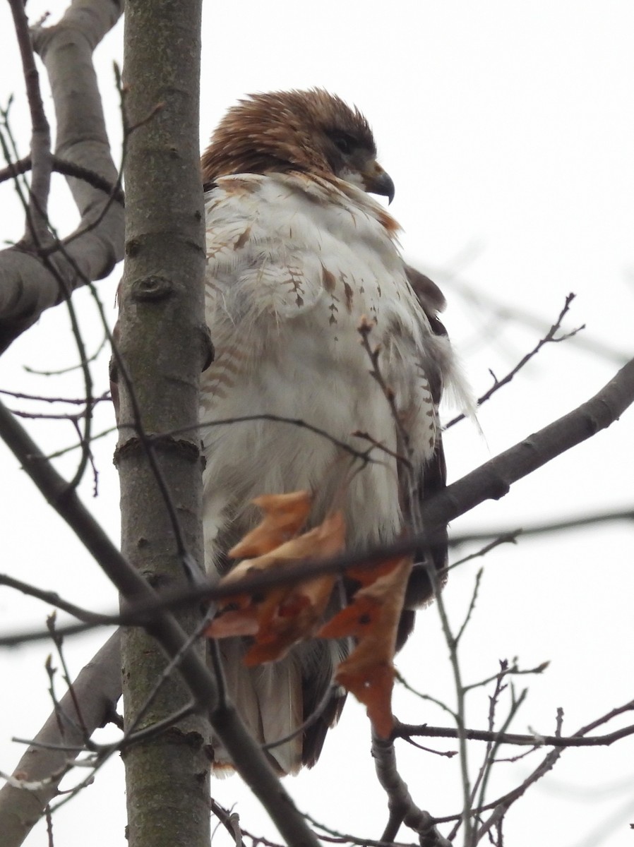 Red-tailed Hawk - Joanne Muis Redwood