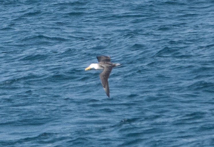 Waved Albatross - Dale Pate