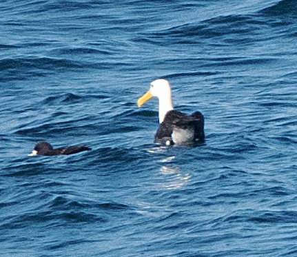 Waved Albatross - ML618023682